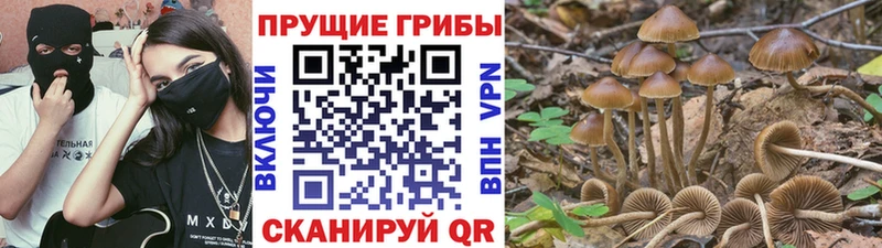 закладка  Рославль  Псилоцибиновые грибы Cubensis 