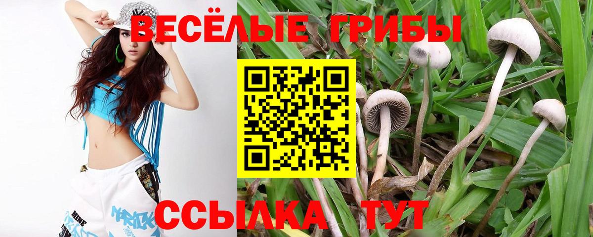 Псилоцибиновые грибы мухоморы  Вход с VPN  Рославль  Псилоцибиновые грибы Psilocybine cubensis 