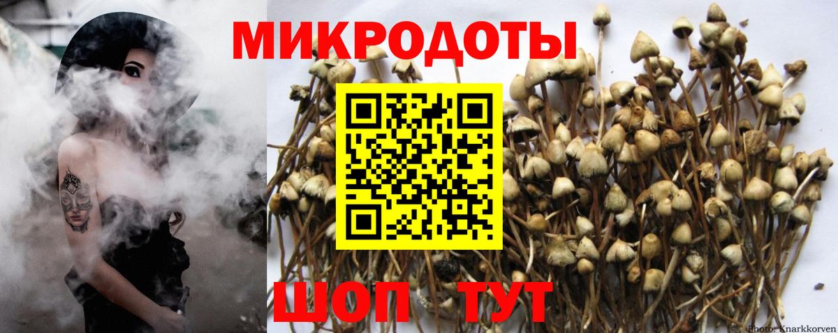 Псилоцибиновые грибы Psilocybine cubensis Рославль